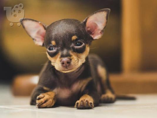 PoulaTo: Pinscher miniature Chocolate cream - Πίντσερ μινιατούρα Σοκολατί κρεμ